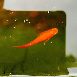 Yama King Donker Oranje - Volwassen