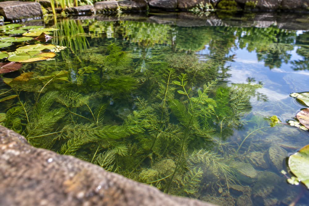 Heldere vijver met fijne onderwaterplanten en stenen langs de oever