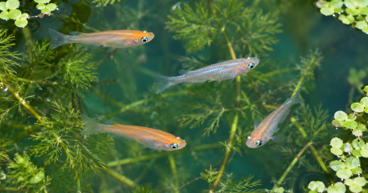 Algen in de medaka vijver: medaka tussen waterplanten in helder water